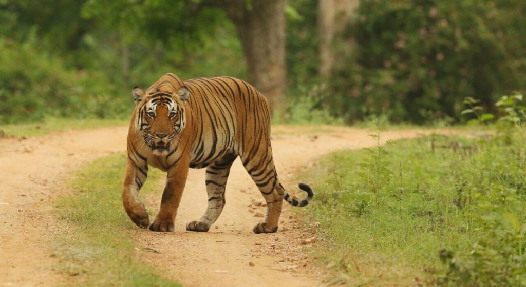 Bandipur National Park
