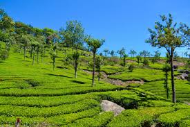 Munnar Bison Valley