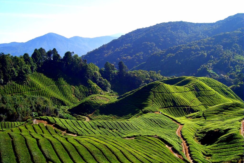 Wayanad