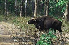 Wayanad Wildlife Sanctuary