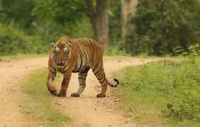 Bandipur