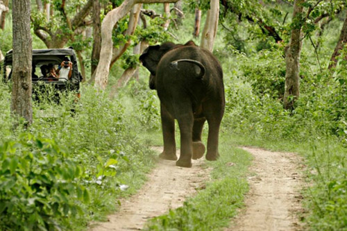 Bandipur Tiger Reserve