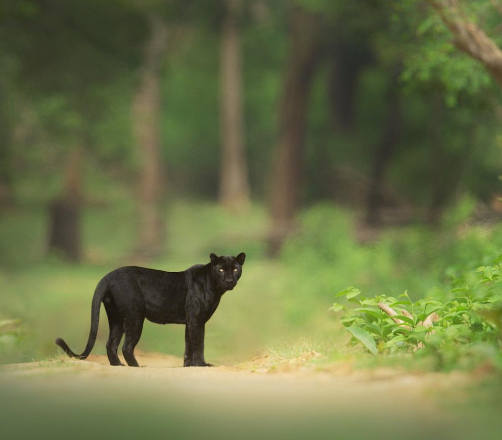 Kabini tour packagesr