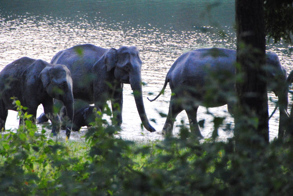 Kabini