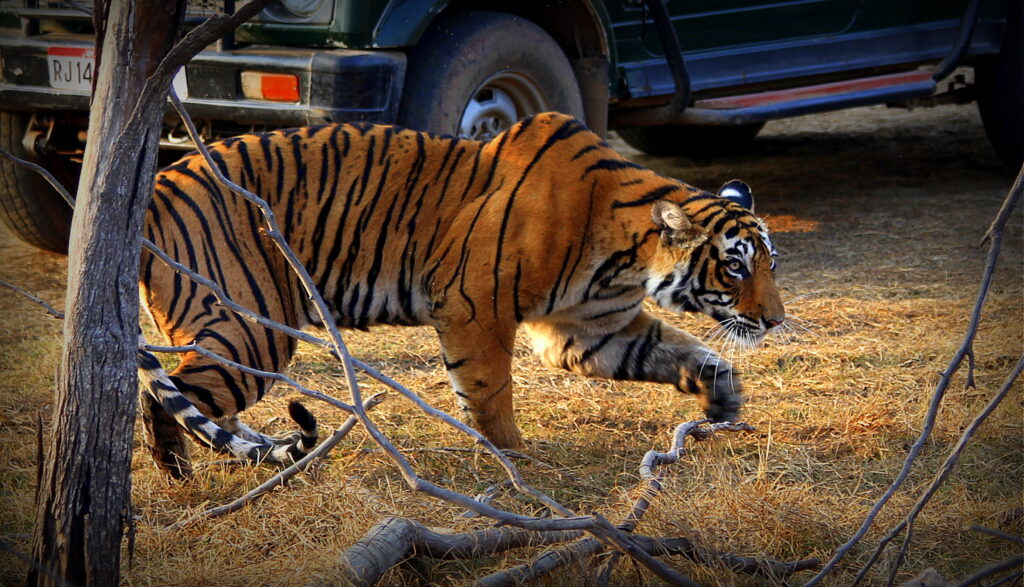 Ranthambore-1