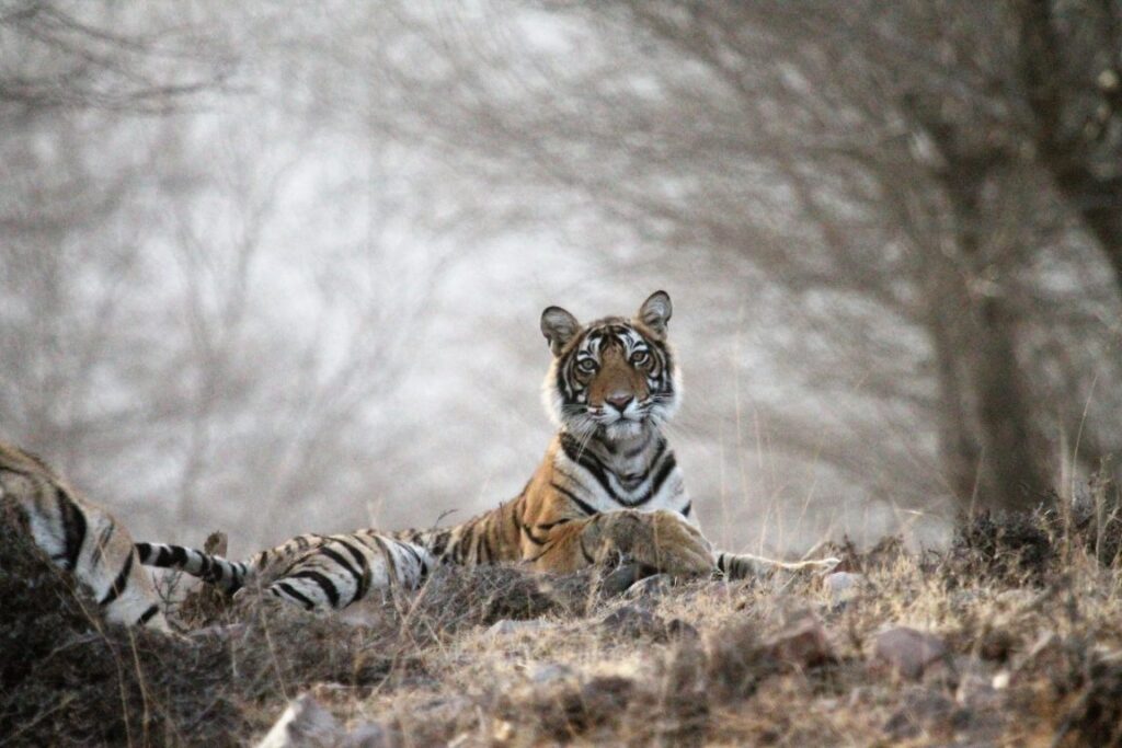 Ranthambore National Park