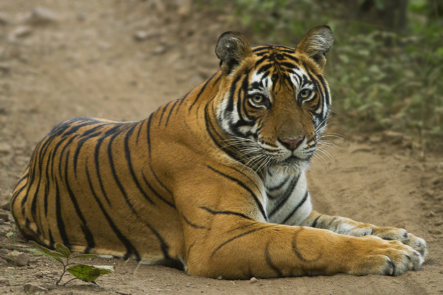 Ranthambore National Park